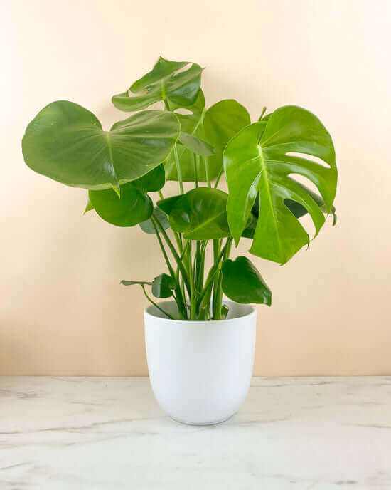 Medium Monstera plant in white pot with large green leaves on marble surface