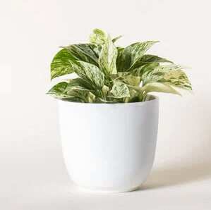 Medium Pothos plant with green variegated leaves in a white pot on a plain background