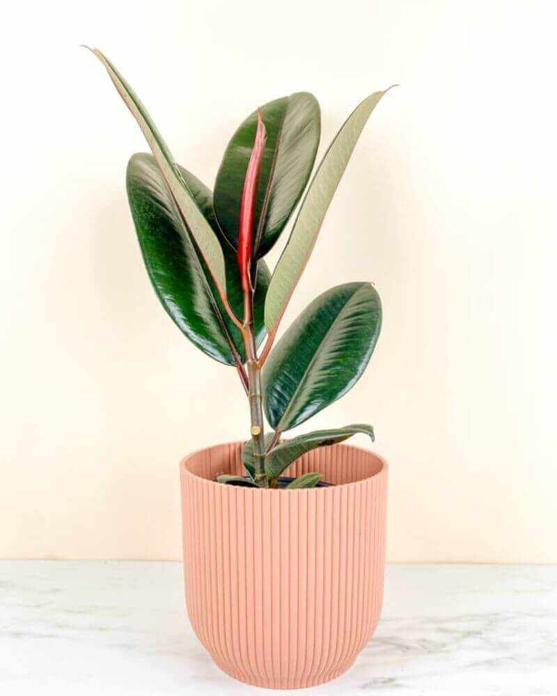 Medium Rubber Tree plant with glossy leaves in a pink ribbed pot on white surface