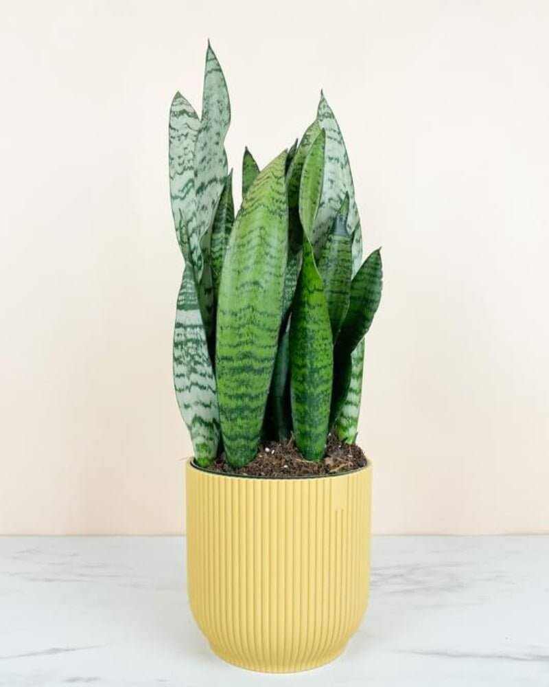 Medium snake plant in yellow Rhonda pot made from recycled plastic, ideal for bright indoor spaces, easy-care houseplant