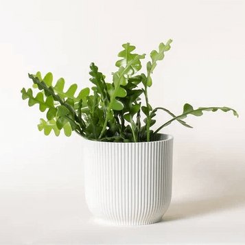 Medium Fishbone Cactus - A fun plant delivered to you!