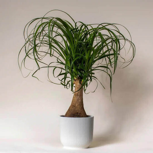 Medium ZZ plant - A bestseller plant delivered to you!