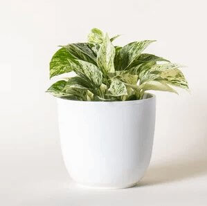 Medium Pothos - Plant Delivered