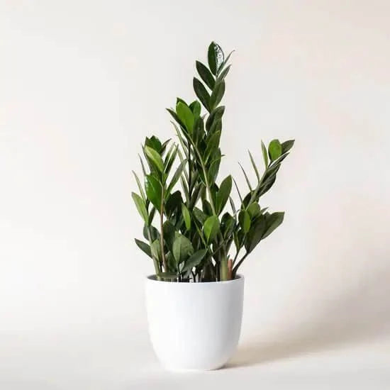 Medium ZZ plant - A bestseller plant delivered to you!