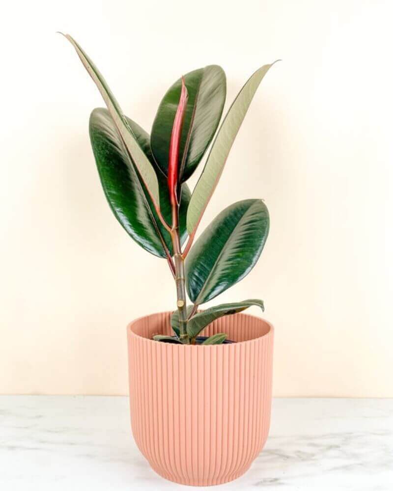 Medium Rubber Tree - Bring some sparkle to any room!