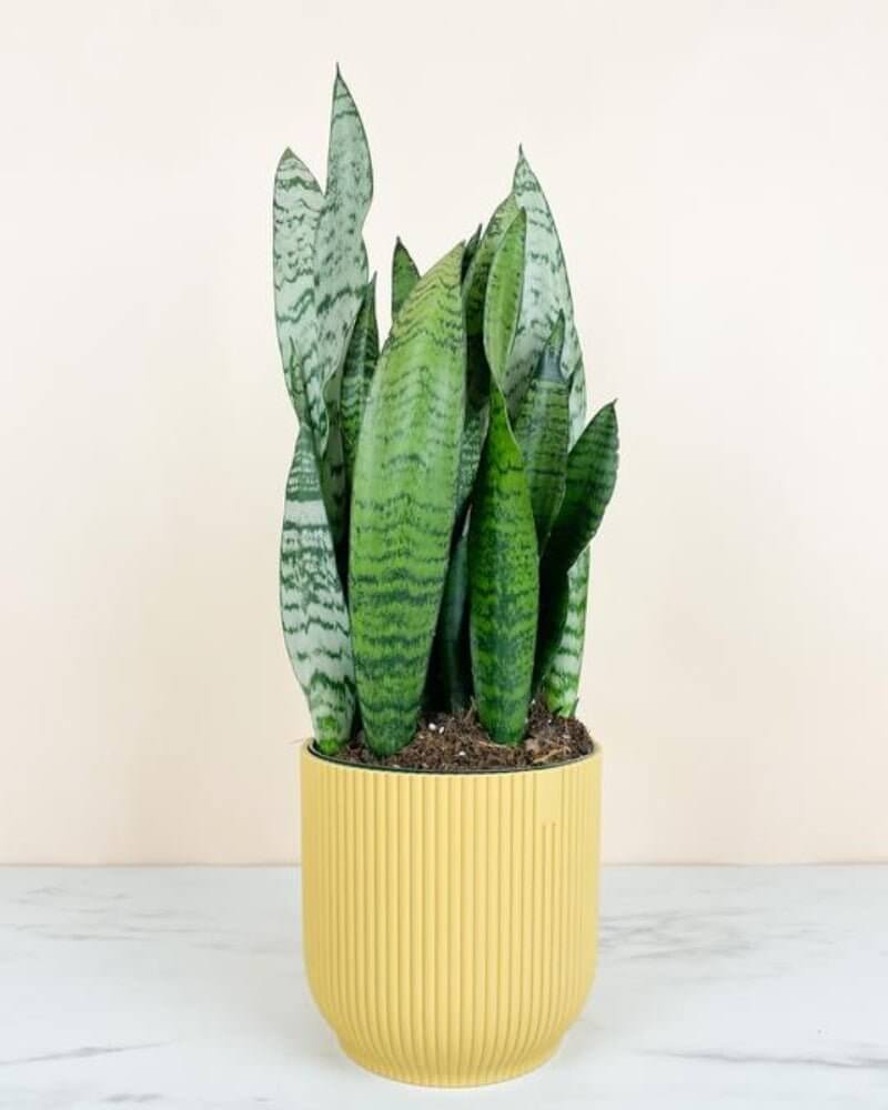Medium Snake Plant - Easy to maintain & delivered safely to your door!
